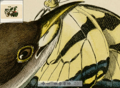Audubon Plate II - Yellow-billed Cuckoo (detail)